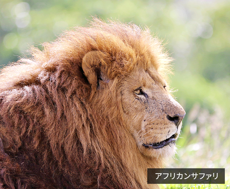 アフリカンサファリ