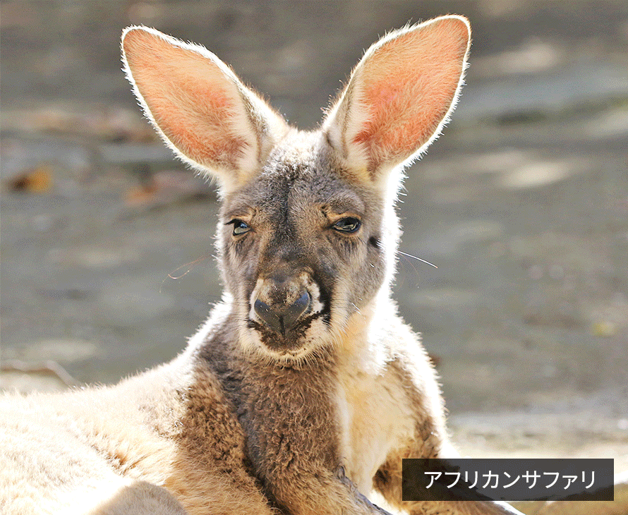 アフリカンサファリ
