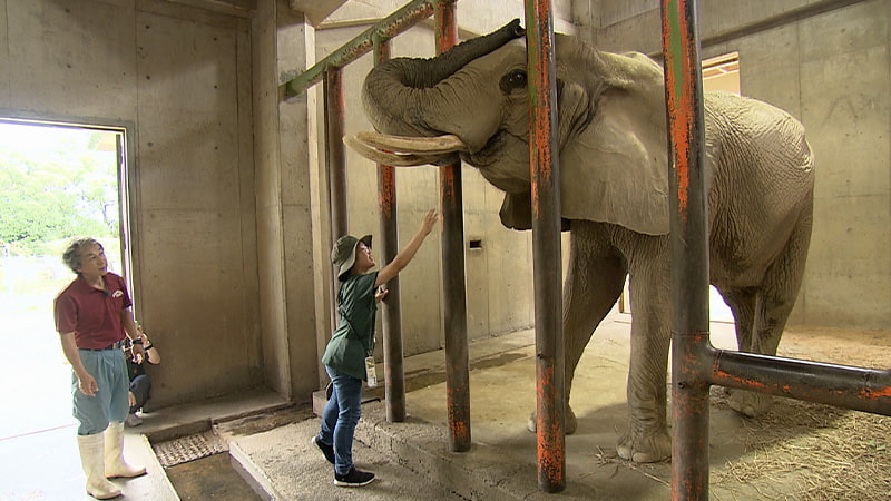 動物園の象と象に手を伸ばす外平獣医師