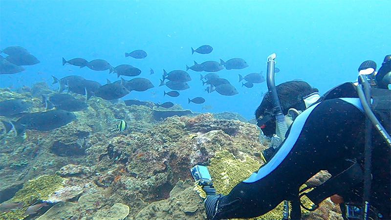 硫黄島の自然豊かな海中