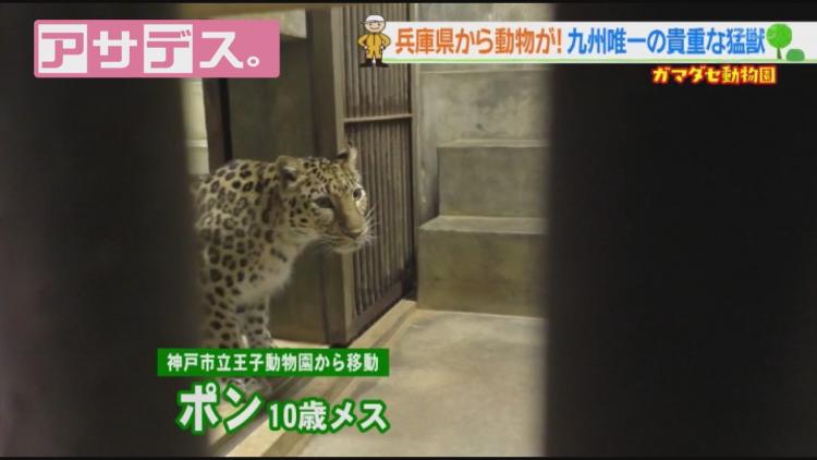 動画 Kbc九州朝日放送