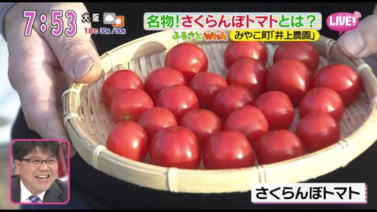 芽瑠ちゃん、“トマトの向こう側”へようこそ　「さくらんぼトマト」を初体験！～ふるさとWishみやこ町～