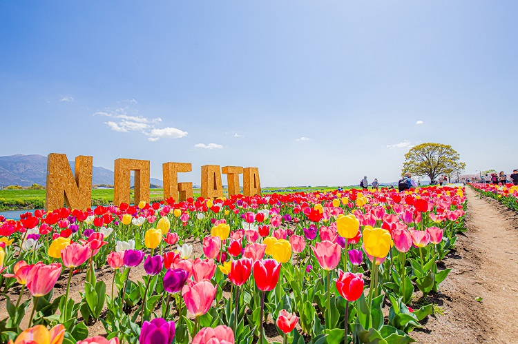 【イベント】3/30～4/7  20万本のチューリップが咲き誇る‼『のおがたチューリップフェア』（直方市）