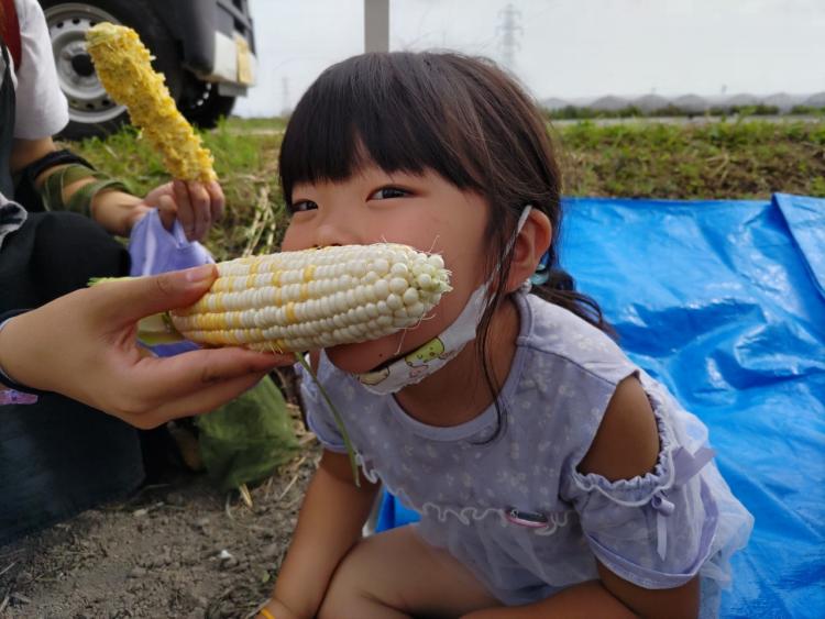 【イベント】6/25、7/9みやま市でトウモロコシ狩り　生でも食べられるジューシーもぎたてコーン♪