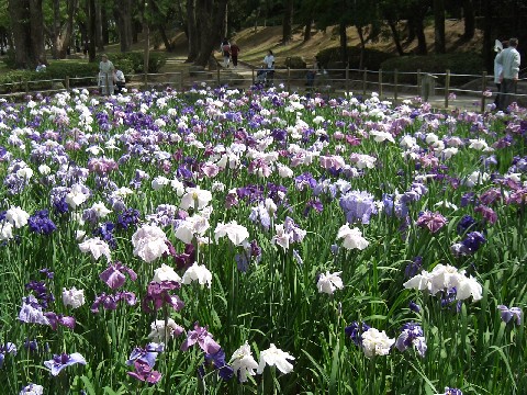 花菖蒲（ハナショウブ）が30種2万本咲き誇る『第37回とばた菖蒲まつり』6/1「夜宮公園」で開催（北九州市戸畑区）【イベント】
