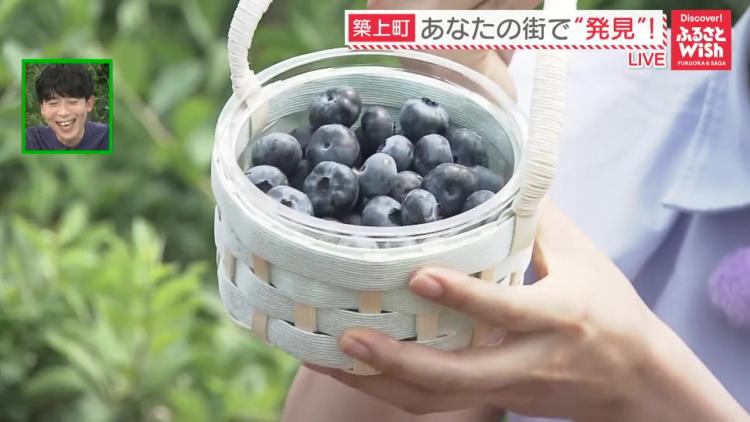 時間無制限で食べ放題！80種類のブルーベリーを食べ比べ！（築上町）【ふるさとWish】