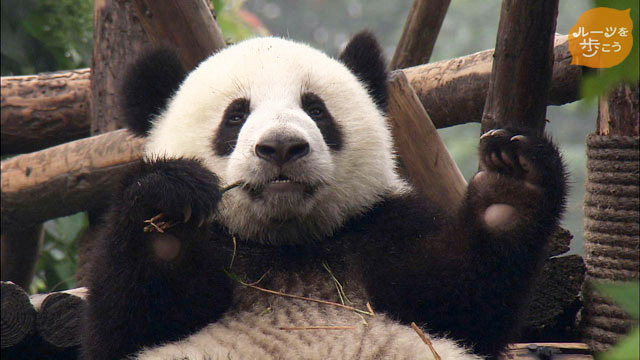 放送内容 ルーツを歩こう Kbc九州朝日放送