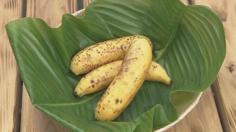 長崎・壱岐島のNEWスポット！バナナ農園で国産バナナのヒミツに迫る