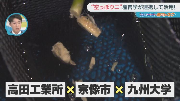 産官学が連携 陸上養殖で身のついていないウニを育てる取り組み