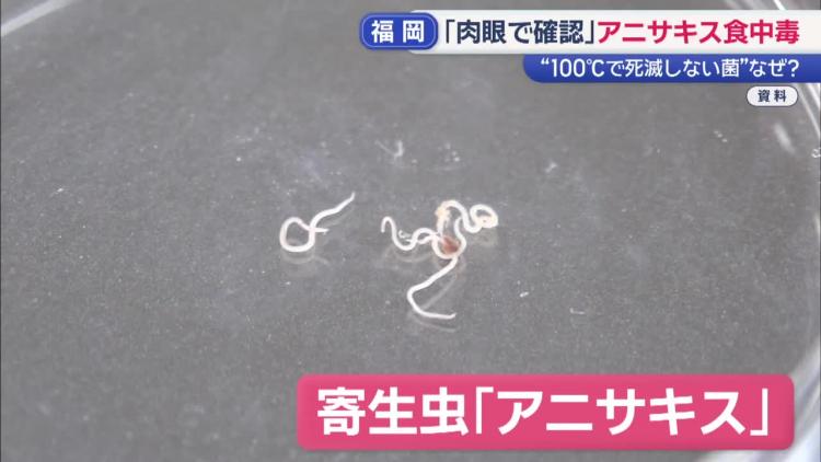 カンピロバクター菌