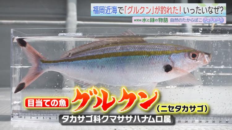 釣れた30センチ余りの「グルクン」(ニセタカサゴ)