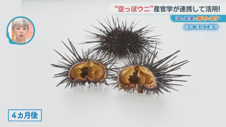 4カ月後 中身が詰まったウニ
