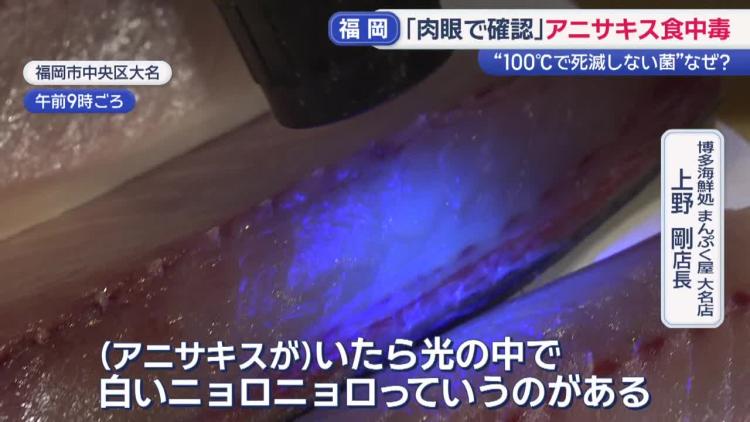 アニサキス対策にブラックライト